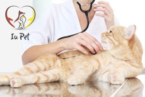 Bệnh Care ở mèo có lây sang người không?
