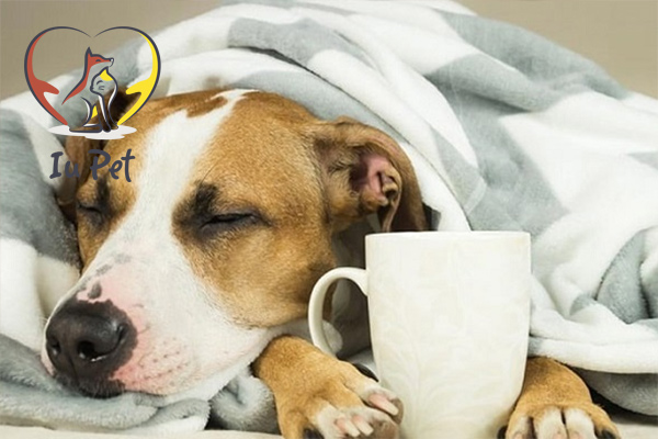 Nguy cơ nhiễm bệnh care ở chó và độ tuổi thường gặp