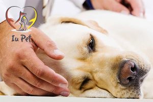 Chó bị Care: Dấu Hiệu và Phương Pháp Điều Trị Hiệu Quả