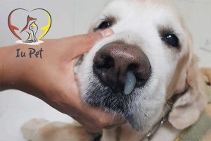 Chó bị chảy nước mũi phải làm sao và cách chữa hiệu quả ngay tại nhà