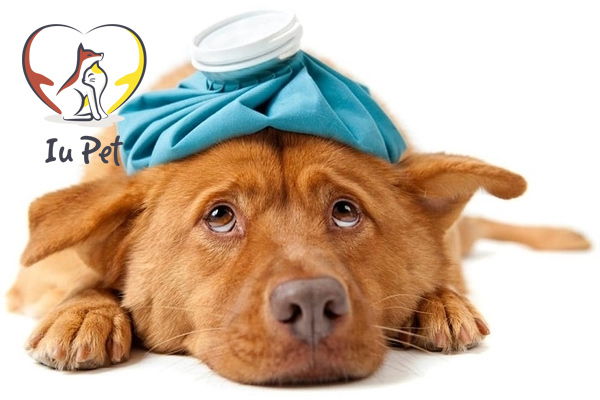 Chó nôn ra dịch vàng là triệu chứng của bệnh gì?