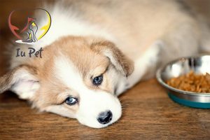 Cách xử lý khi chó bị nôn ra thức ăn tại nhà