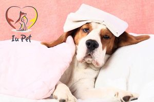 Chó bị sốt và cách xử lý đúng cách
