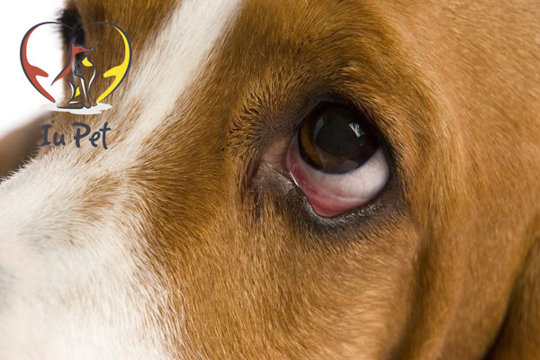 Nguyên nhân và các bệnh khiến chó bị sưng mắt