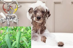 Chó bị viêm da tắm lá gì và top 10 loại lá cần dùng