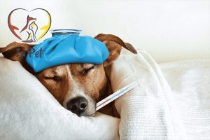 Chó bị viêm đường ruột: Dấu hiệu và cách chữa trị tận gốc