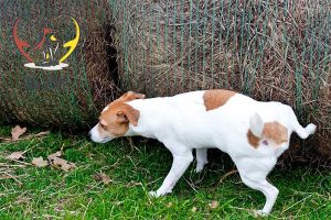Nguyên nhân và cách chữa bệnh chó đái ra máu