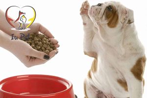 Chó không chịu ăn và những điều bạn cần biết