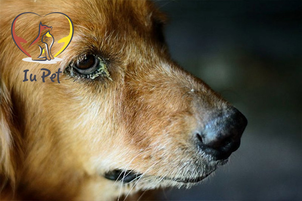 Mắt chó bị đổ ghèn, chảy nước mắt - Nguyên nhân và cách chữa trị