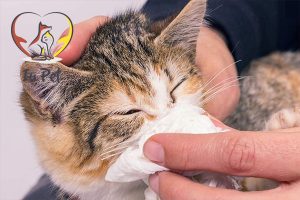 Mèo bị sổ mũi: Nguyên nhân và cách chữa trị