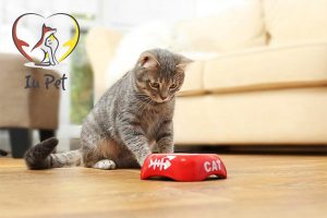 Dấu hiệu nhận biết mèo bị sốt bỏ ăn và hạ thân nhiệt