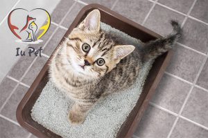 Mèo bị tiêu chảy và cách chữa tại nhà hiệu quả