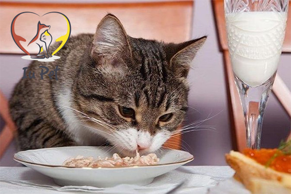 Mèo bị tiêu chảy nhưng vẫn ăn uống bình thường