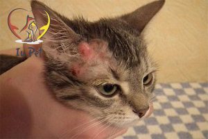 Vì sao mèo bị viêm da và cách xây dựng chế độ dinh dưỡng phù hợp