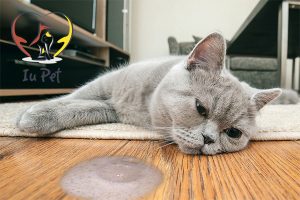 Mèo nói ra bọt trắng có phải là dấu hiệu nguy hiểm