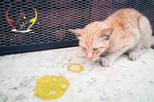 Mèo ói ra dịch vàng có nguy hiểm không?