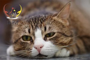 Thuốc tiêu chảy cho mèo chữa nhanh khỏi