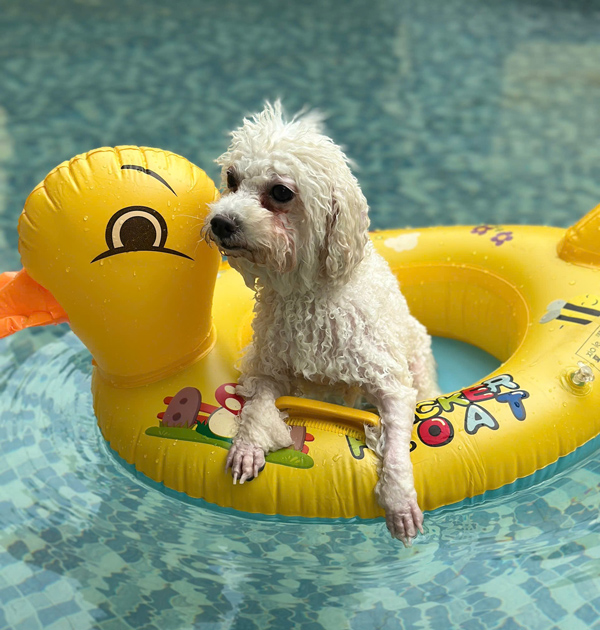 Dịch vụ hồ bơi cho chó tại Thủ Đức HCM của IU PETs